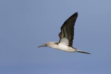 Mavi ayaklı Bubi uçuş - Galapagos Adaları