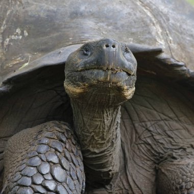 Bir Galapagos Kaplumbağası Yakın Çekim - Santa Cruz Adası, Galapagos