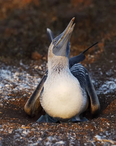 Blue-footed Booby incubating its single egg - Galapagos — Stock Photo, Image