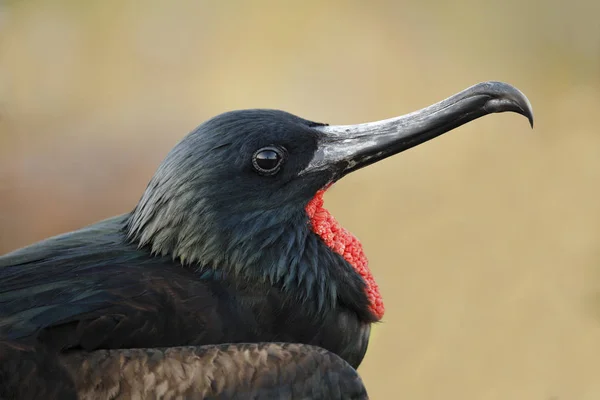 Крупный план самца Magnificent Frigatebird - Галапагосские острова — стоковое фото