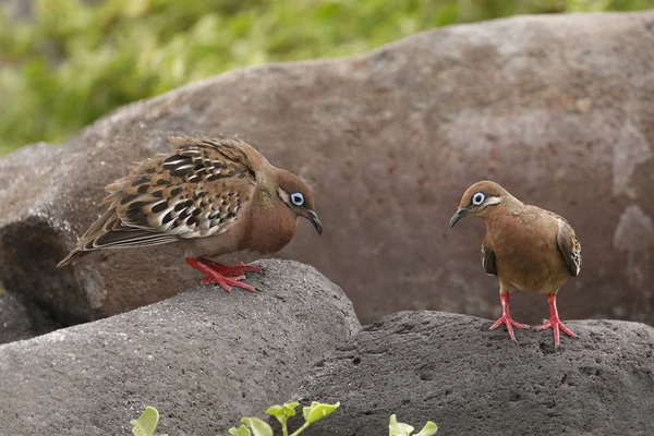 Пара Галапагоських голубів-острів Еспаньола, Галапагос — стокове фото