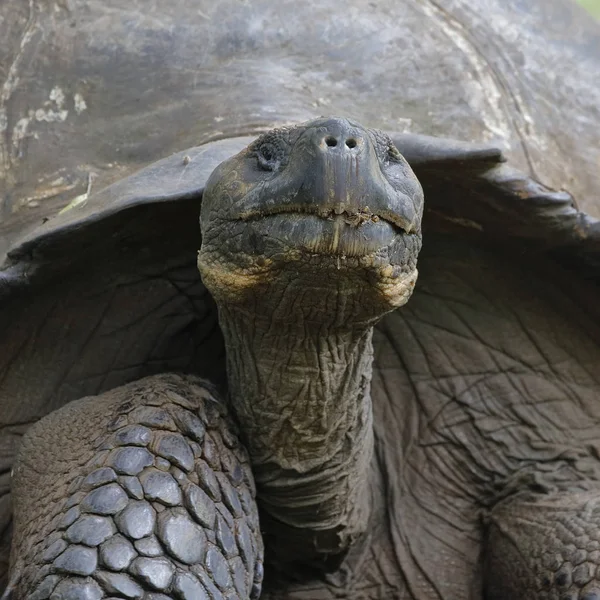 Primer plano de una tortuga de Galápagos - Isla de Santa Cruz, Galápagos — Foto de Stock
