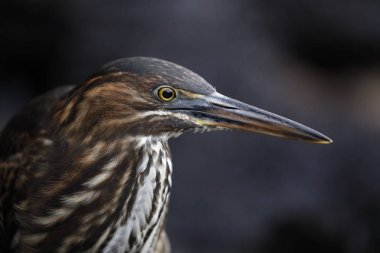 Bir Çocuk Striated Heron Closeup