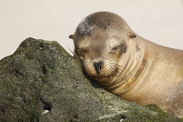 Young Galapagos Sea Lion  resting its head on a rock