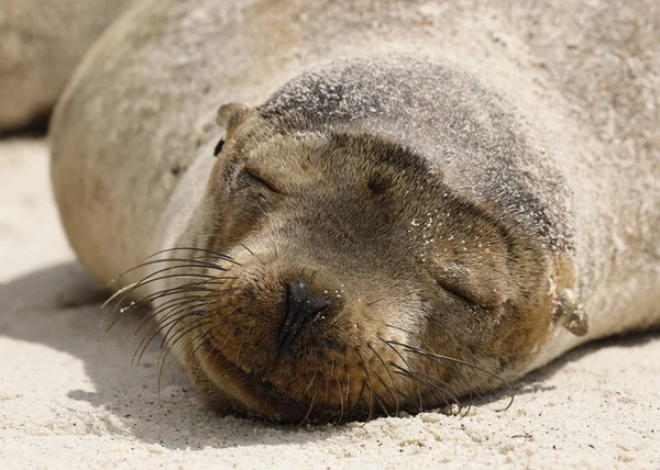Young Galapagos Sea Lion  resting on the beach