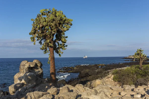 Alberi di Cactus fichi d'india sull'isola di South Plaza — Foto Stock