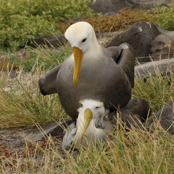 Winkende Albatrosse beim Kopulieren - Galapagos-Inseln — Stockfoto