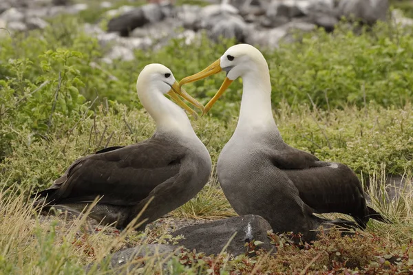 Albatros ondulés courtiser — Photo