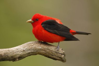 erkek Kızıl tanager