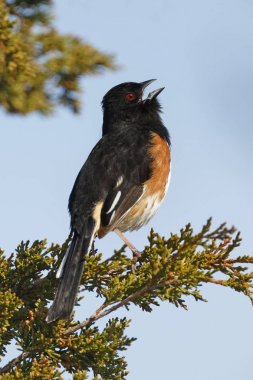 Male Eastern Towhee singing clipart