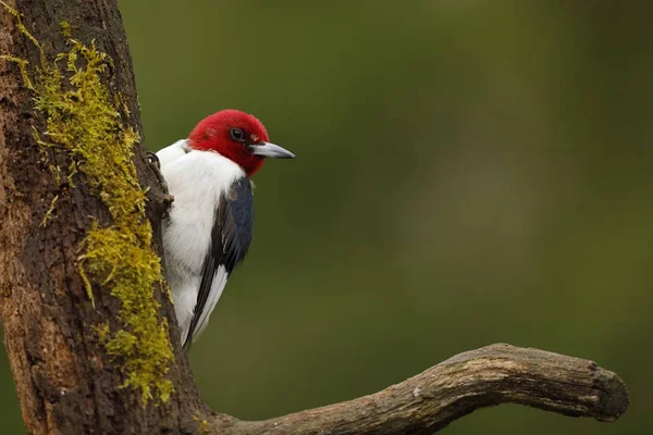 Kızıl başlı ağaçkakan — Stok fotoğraf