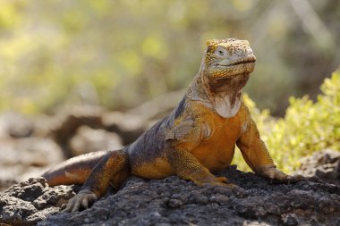 Galapagos Land Iguana bir kaya üzerinde güneşlik
