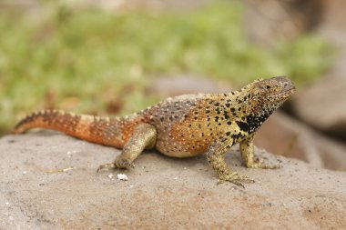 Galapagos Land Iguana bir kaya üzerinde güneşlik