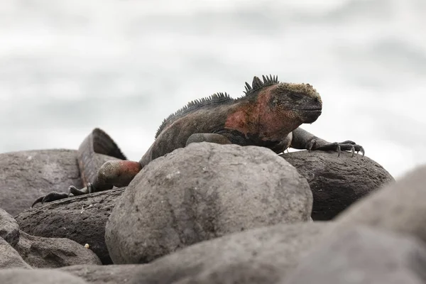 Iguana morska Basking na skale w Galapagos — Zdjęcie stockowe