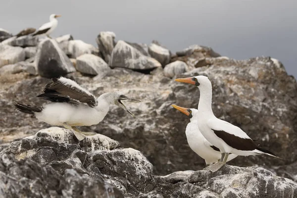 Nazca Booby poussin mendier pour la nourriture de ses parents - Galapagos — Photo