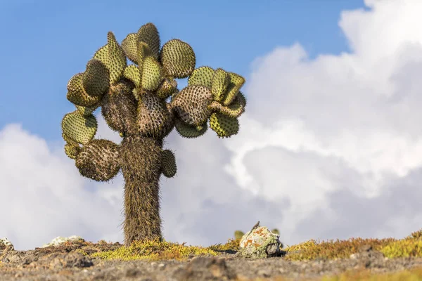 Prickly Pear Cactus Tree and Galapagos Land Iguana — Stock Photo, Image