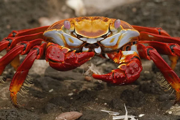 Sally Lightfoot Cangrejo alimentándose de algunos huesos de pescado — Foto de Stock