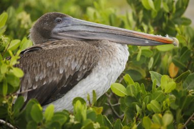 Genç Kahverengi Pelikan bir mangrov tünemiş