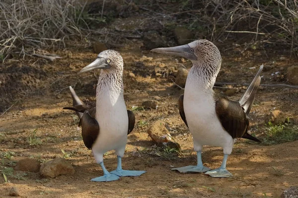 De blauwvoetige boobies exposeren het gedrag van de hofhouding — Stockfoto