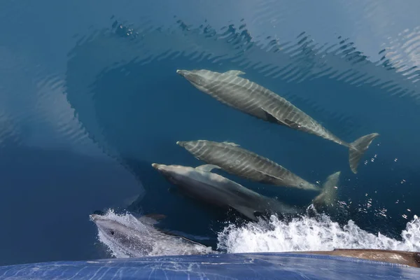 Common Dolphins swimming in the wake of a cruise ship\'s bow
