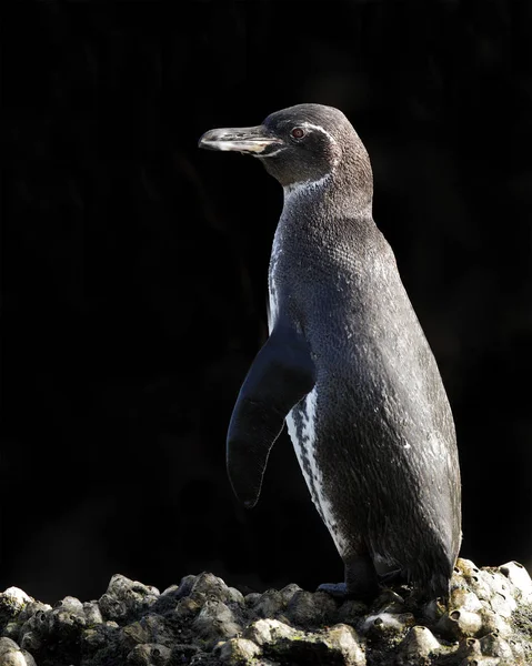 Galapagos-Pinguin thront auf einigen Felsen — Stockfoto