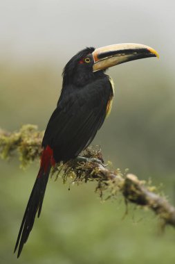 Soluk mandibled Aracari bir bulut ormanda bir dalı üzerinde tünemiş - Ekvador