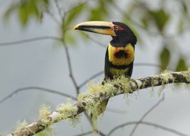 Soluk mandibled Aracari bir bulut ormanda bir dalı üzerinde tünemiş - Ekvador
