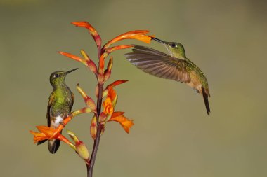 Buff kuyruklu coronets