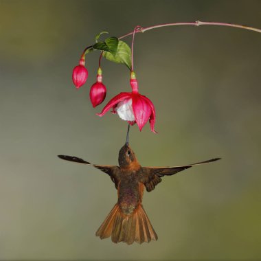 Fuşya çiçeğiyle beslenen Erkek Parlayan Güneş Işığı