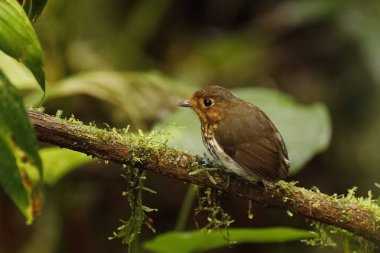 Ochre göğüslü Antpitta (Grallaricula flavirostris) - Ekvador