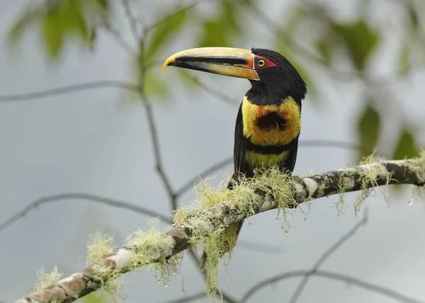 Soluk mandibled Aracari bir bulut ormanda bir dalı üzerinde tünemiş - Ekvador