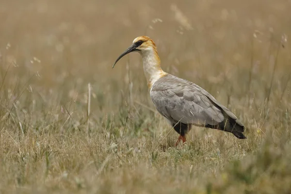 Ibis met zwarte gezichten in de hoge Andes-Antisana, Ecuador — Stockfoto