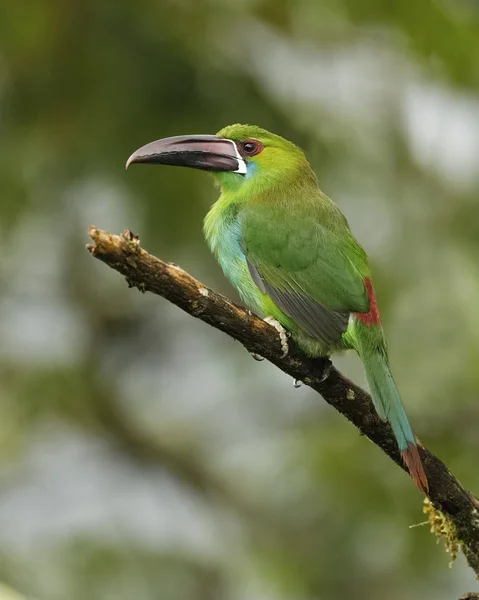 Kaštanově hřbený Toucanet v tropickém lese-Ekvádor — Stock fotografie