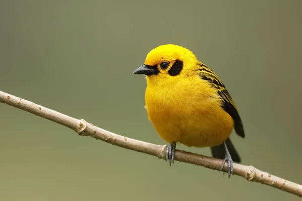 Golden Tanager-Ecuador — Stockfoto