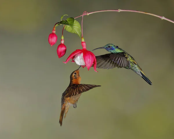 Mannelijke glanzende zonnestraal en een sprankelende Violetraal — Stockfoto