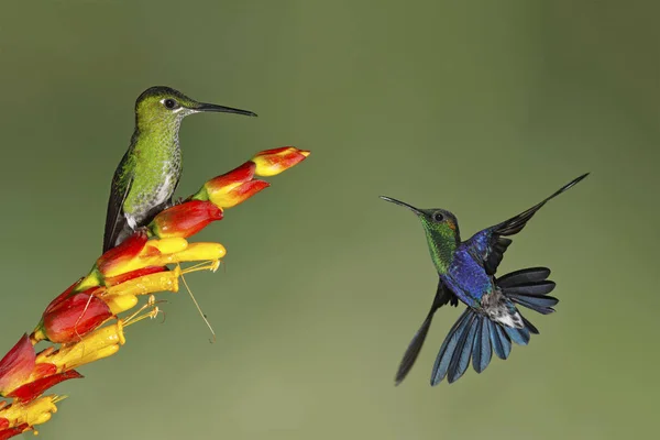 Vrouwelijke groen-gekroonde briljante en mannelijke groen-gekroonde Woodnimf — Stockfoto