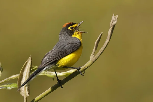 Masculino Espectacled Whitestart cantando de um poleiro - Equador — Fotografia de Stock