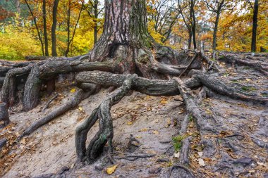 Eski ağaç, closeup görünümü büyük çok güçlü kökleri.