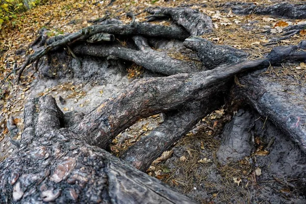 Grandes poderosas raíces fuertes de árbol viejo, vista de cerca . — Foto de Stock