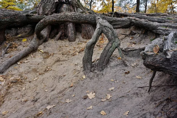 Duże potężny silne korzenie drzewa stare, widok zbliżenie. — Zdjęcie stockowe