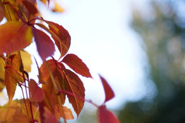 Bulanıklık bokeh arka plan ile sonbahar renkli sarı kırmızı yapraklar. 