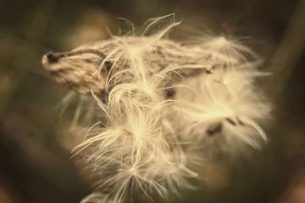 Vatochnik of Asclepius plant. Het ziet eruit als een komkommer, heeft zaden met omlaag, die worden gedragen door de wind. — Stockfoto