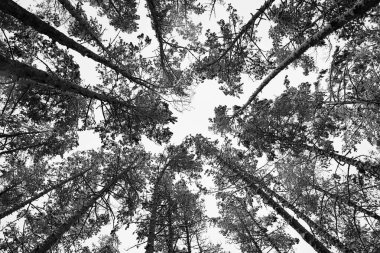 Kış arka plan. Siyah ve beyaz çok kış grafik aynı ağaç. 