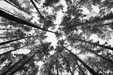 Kış arka plan. Siyah ve beyaz çok kış grafik aynı ağaç. 