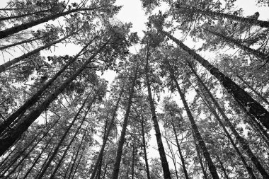 Kış arka plan. Siyah ve beyaz çok kış grafik aynı ağaç. 