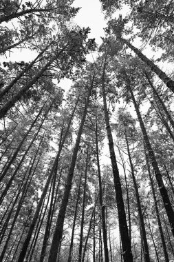 Kış arka plan. Siyah ve beyaz çok kış grafik aynı ağaç. 