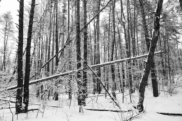 Winter background. Black and white many winter graphic identical trees. — Stock Photo, Image