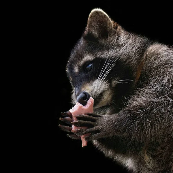 Raccoon close up view in paws with sausage on a black background. — Stock Photo, Image