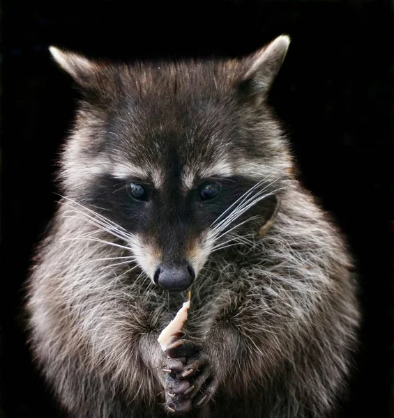 Raccoon close up view in paws with sausage on a black background. — Stock Photo, Image