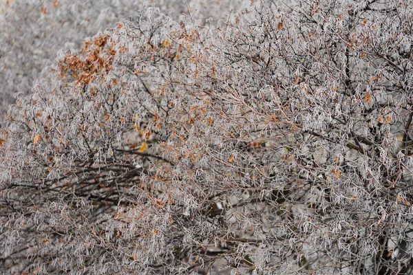 Rimfrosten av trädgrenar. Frost, snö på grenarna. — Stockfoto